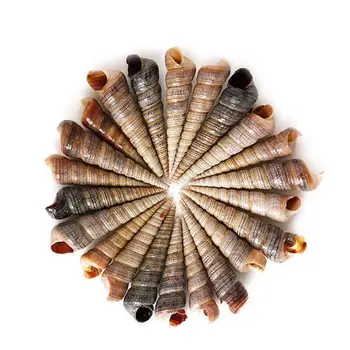 Akvárium dekoráció kagylóhéj Nagy csiga dísz kúpos kagyló