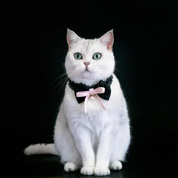 Állítható bársony macska nyakörv csipke íj macska nyaklánc gyöngy medállal születésnapi kutya nyakörv kis, közepes kutya kisállat kiegészítőkhöz