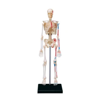 Emberi csontváz modell Mini emberi csont modell kivehető karokkal, lábakkal és állvánnyal