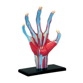 Kézmodell Anatómia DIY Gyermek puzzle Oktatási modell Belső szervek Modell Dropship